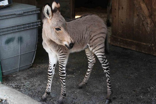 zonkey3