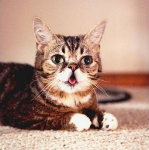 lil bub 01