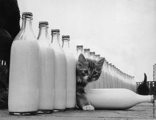 Interesting Old Photos of Cats (12)