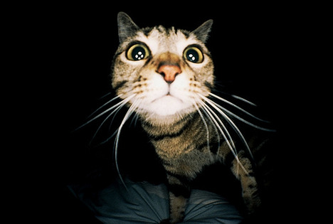 blog-bu_cat22
