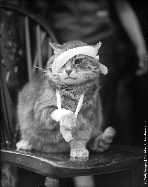 Interesting Old Photos of Cats (5)