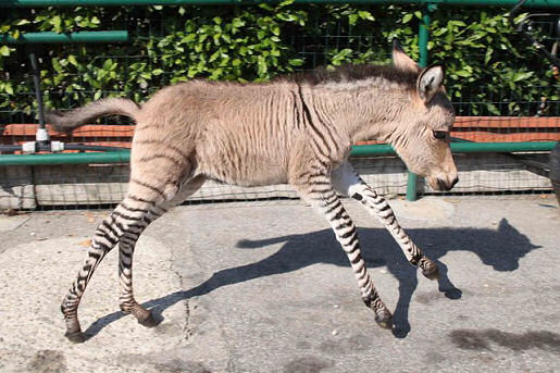 zonkey2