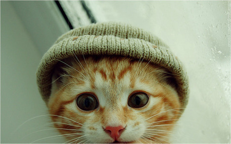 blog-bu_cat23