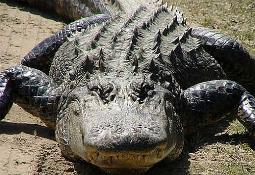 american-alligator