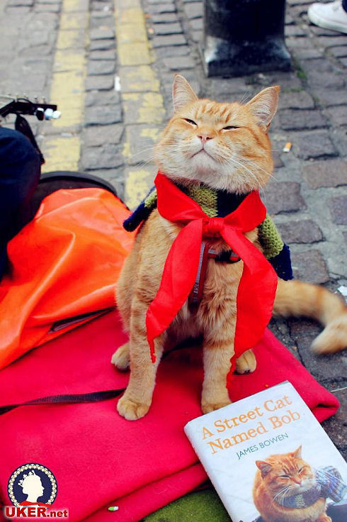 Bobthecat27