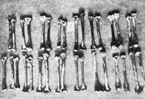 Haarmann 08