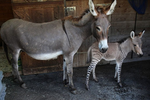 zonkey1