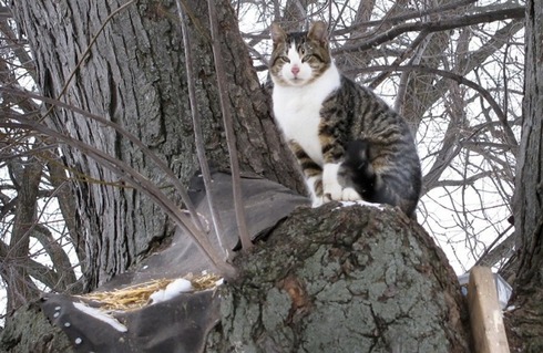 cat-tree-20110124