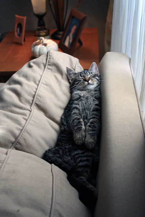 blog-bu_cat17