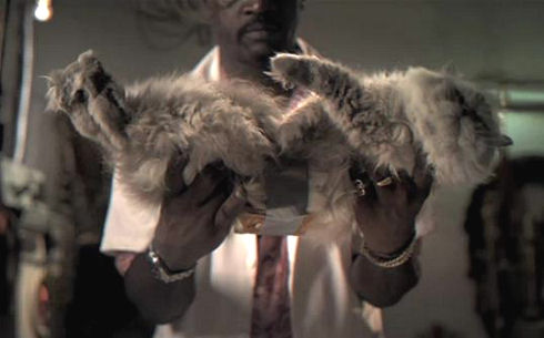 Cat-Toast