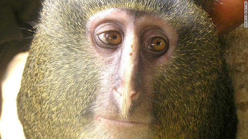 monkey-1
