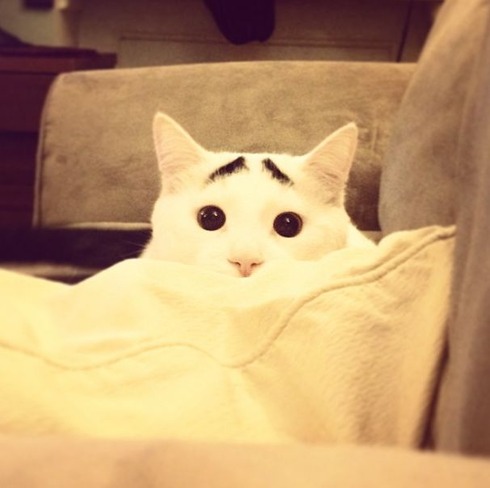 samhas_eye_brows_28