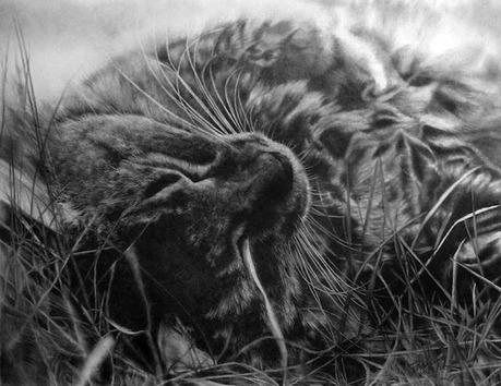 cat-pencil-drawing-1