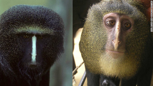 monkey-3