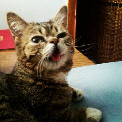 lil bub 04