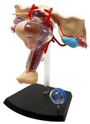 スカイネット 立体パズル 4D VISION 人体解剖 No.15 雌性生殖器解剖モデル