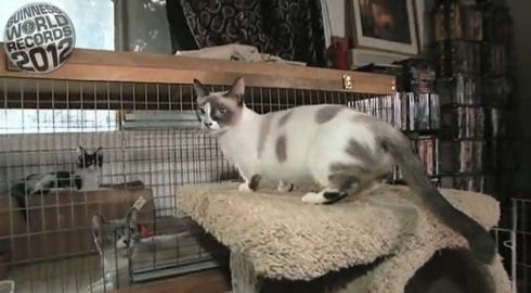 The World’s Shortest Cat