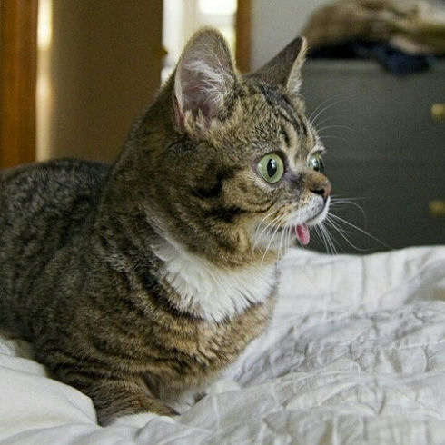 lil bub 13