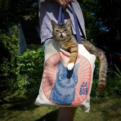 lil bub 08