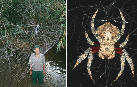 Darwin’s bark spider