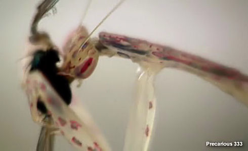 Transparent Mantis