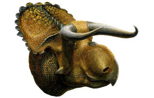 new-short-snouted-horned-dinosaur