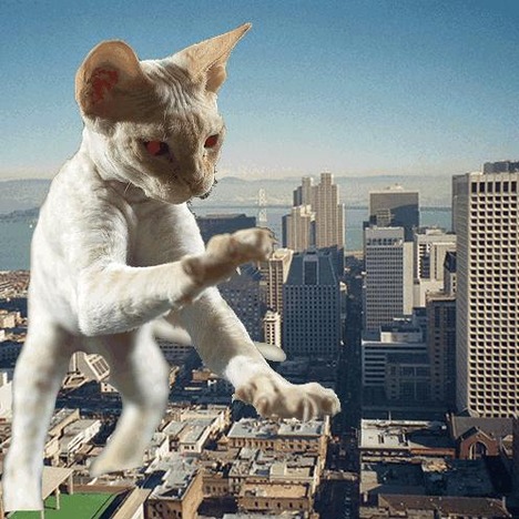 cat-gif00