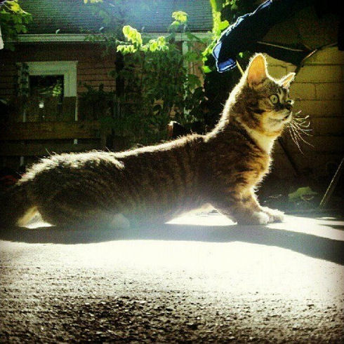 lil bub 09