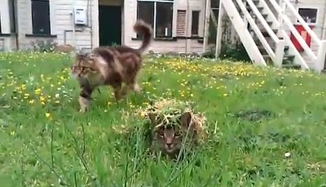camouflage_cat