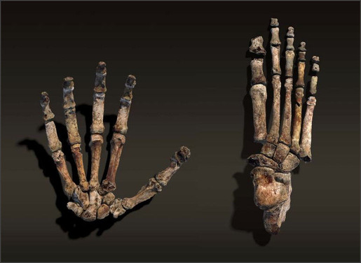 homo_naledi_04