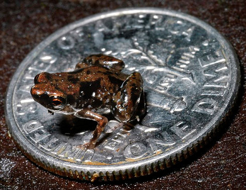 Frog measures just 7mm