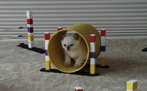Tonkinese kitten training