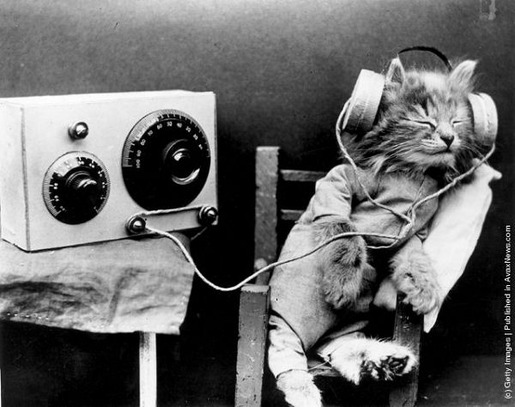 Interesting Old Photos of Cats (2)