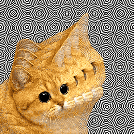 tumblr_lab8whuV4t1qczj9eo1_500