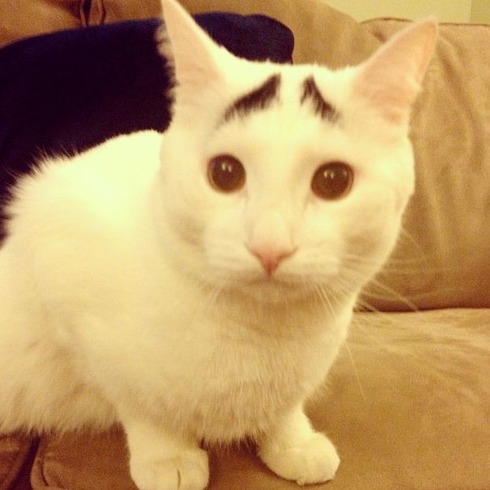 samhas_eye_brows_02