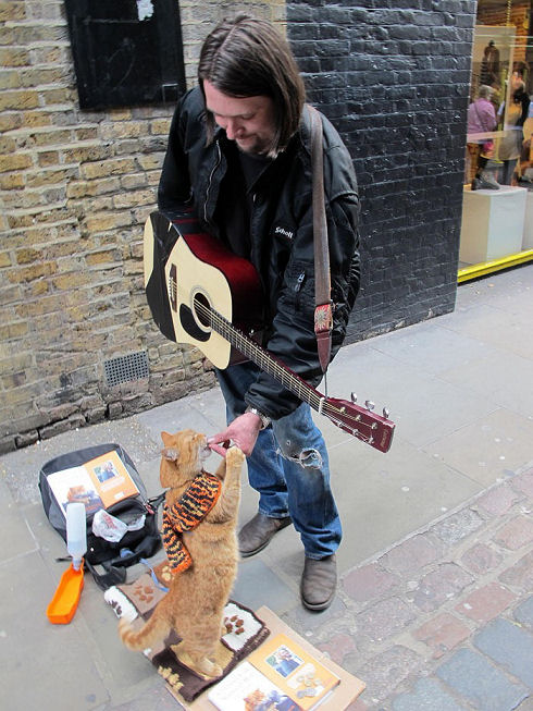 Bobthecat16