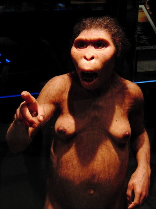 Lucy_Australopithecus_Restoration_model