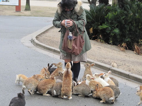 Okunoshima-rabbit-island