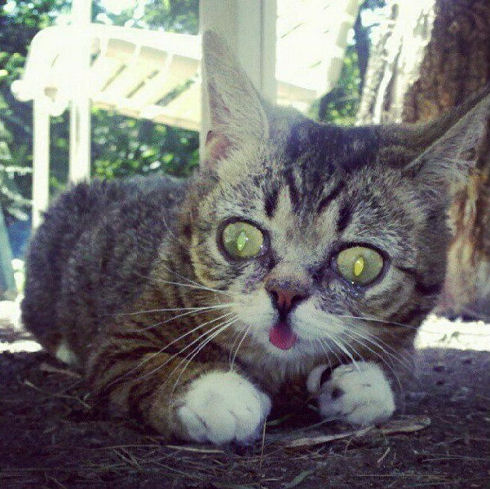lil bub 06