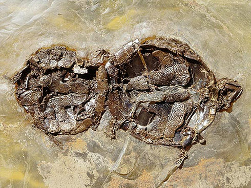 turtles-mating-in-fossil_55398_big