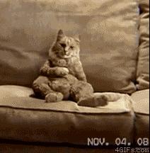 cat-gif