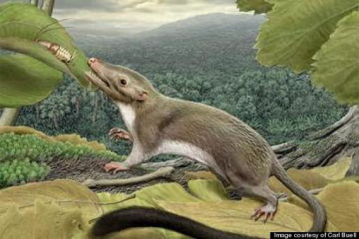 o-ANCIENT-MAMMAL-JAW-FOSSIL-570