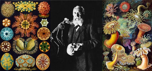 haeckel strip