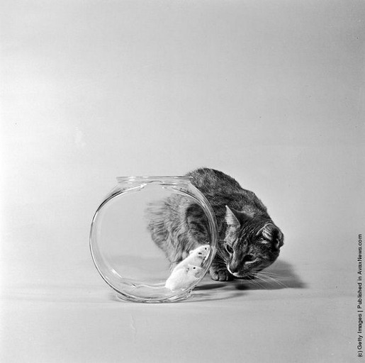 Interesting Old Photos of Cats (4)