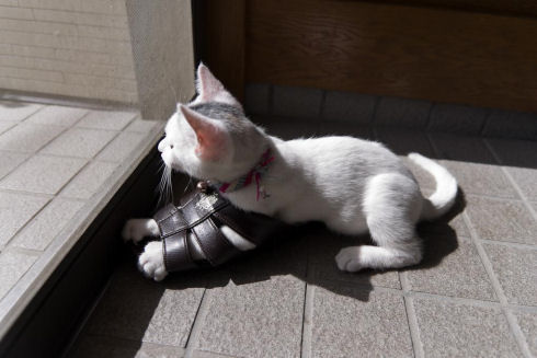 nekophoto8145