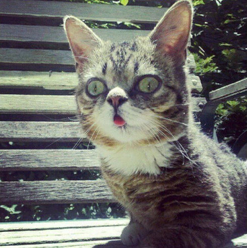 lil bub 03
