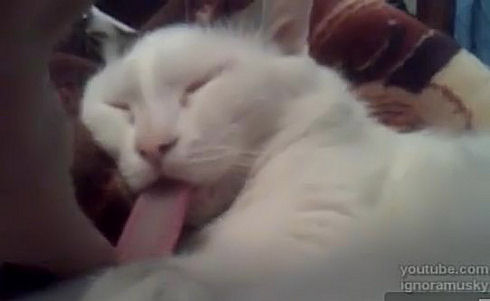 Long tongue