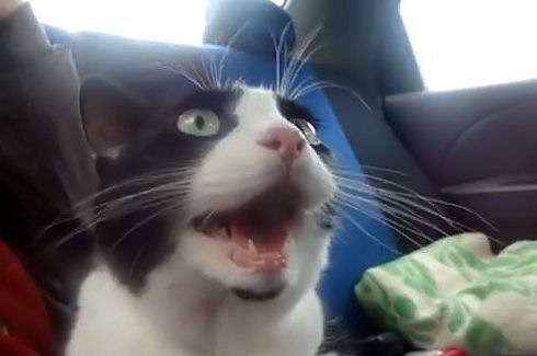 cat in car
