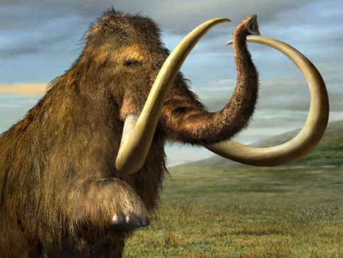 Mammuthus primigenius