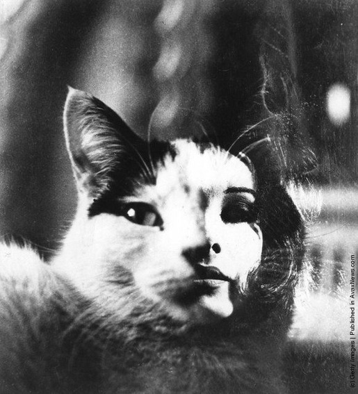 Interesting Old Photos of Cats (15)